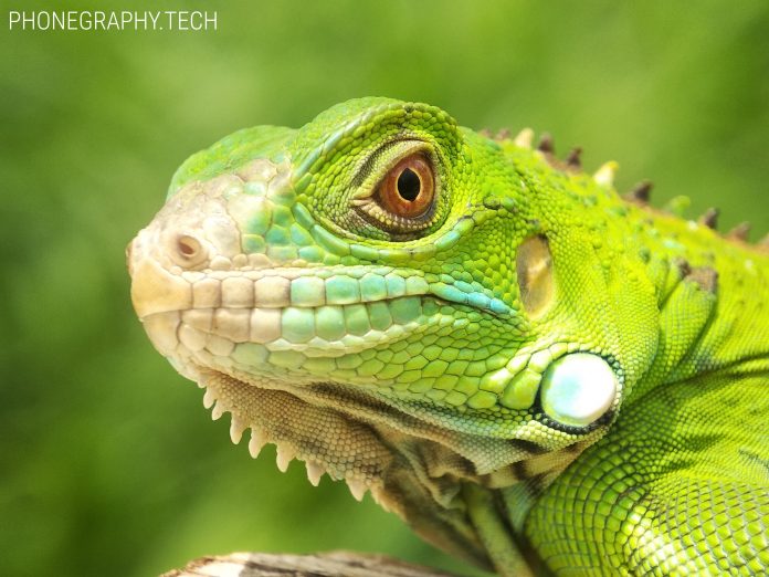 hasil foto Xiaomi Redmi 5 Plus_kamera belakang (1)