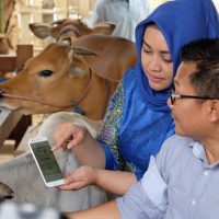 XL Hadirkan Solusi Digital “Satwa Nusantara” Untuk Peternak Sapi