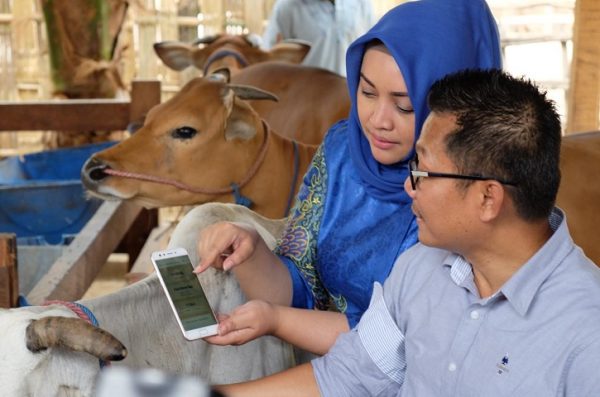 XL Hadirkan Solusi Digital “Satwa Nusantara” Untuk Peternak Sapi