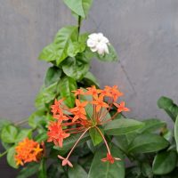 Pakai 3 Cara Ini untuk Bikin Foto yang Super Fun – Object Eraser 2