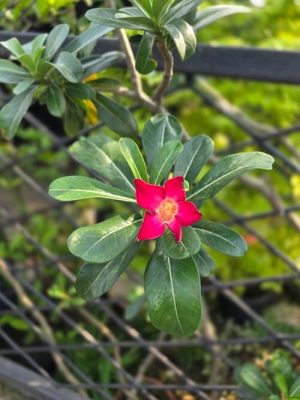 hasil foto kamera Samsung S25 edge (10)